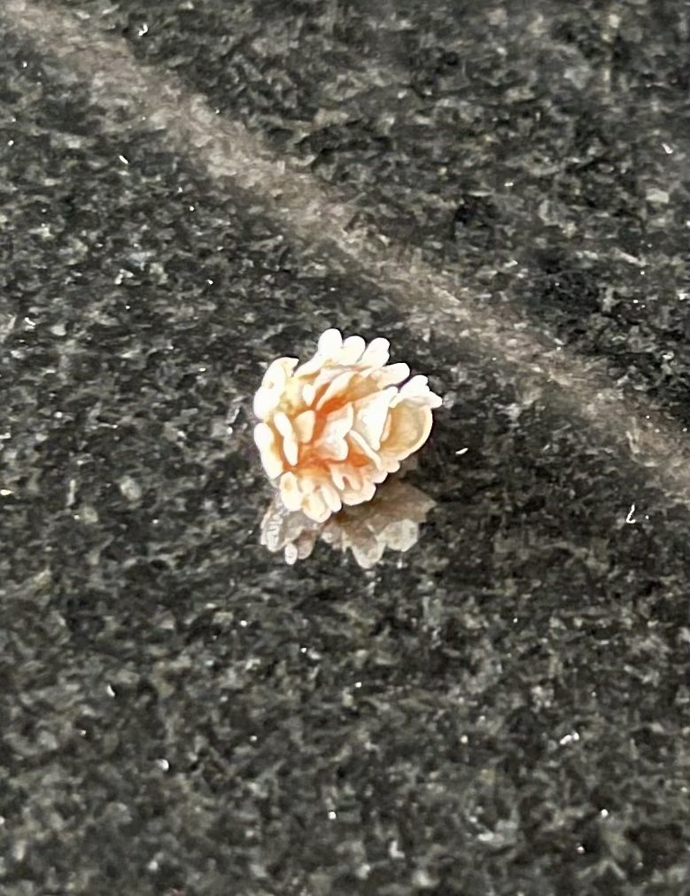 _JamesConnors_'s tweet photo. So found this plastic, whatever it is, inside a smartie, pretty sure it’s not meant to be inside of one.. but luckily, it was one I took from my 3 year old sons packet so he didn’t eat it, swallow it and we discover it in a potentially worse way!! @Nestle @SmartiesUKI https://t.co/mjrDb3w4V8