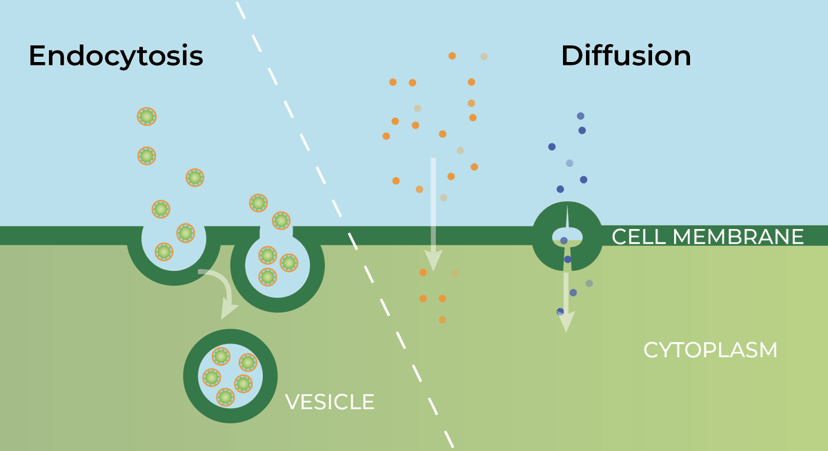 nanoyield's tweet photo. Working smarter, not harder, through the use of nanoliquid™ technology https://t.co/nkQsPJMxOn
#nanotechnology #nanoliquid #aquayield #endocytosis #sustainableag https://t.co/l5CLFoekmk