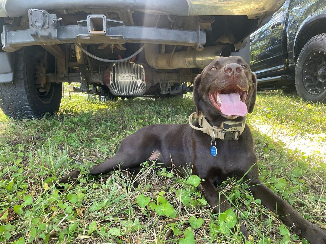 BanksPower's tweet photo. #guarddog πβπΈ@dieseloverland . With our patented ram-air scoops design, our Banks Ram Air diff cover cools 5X better than as factory and competitors. #bankspower #differentialcover #diffcover #banksdiffcover #ford #sterling #amsoil #superduty #powerstroke #drw #srw #diesel https://t.co/fT5Z221geP
