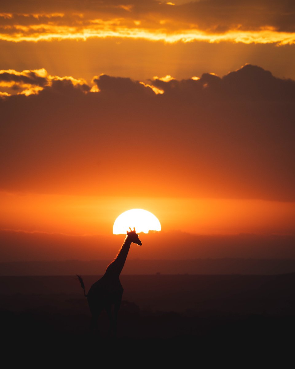 Roman Kägi tweet media