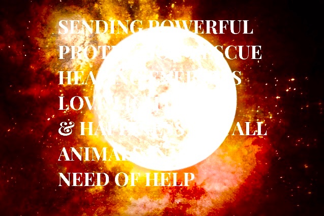 sterling_wolff's tweet photo. Sending Powerful Global Protection Rescue Healing Energy Love Light & Happiness For All Animals in Need of Help
#OutlawTheDogAndCatMeatTrade
#BanAnimalSacrifices
#Asia #SEAsia #Africa #Globally
#BanGreyhoundRacing
#BanDogFighting
#AnimalProtection
#AnimalRescue
#Karma https://t.co/WpHyYKhkiP