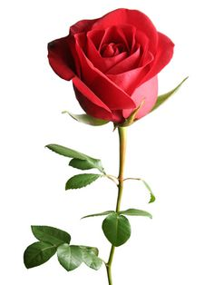 eliselorena's tweet photo. Bom dia! https://t.co/zds3KjXE0B