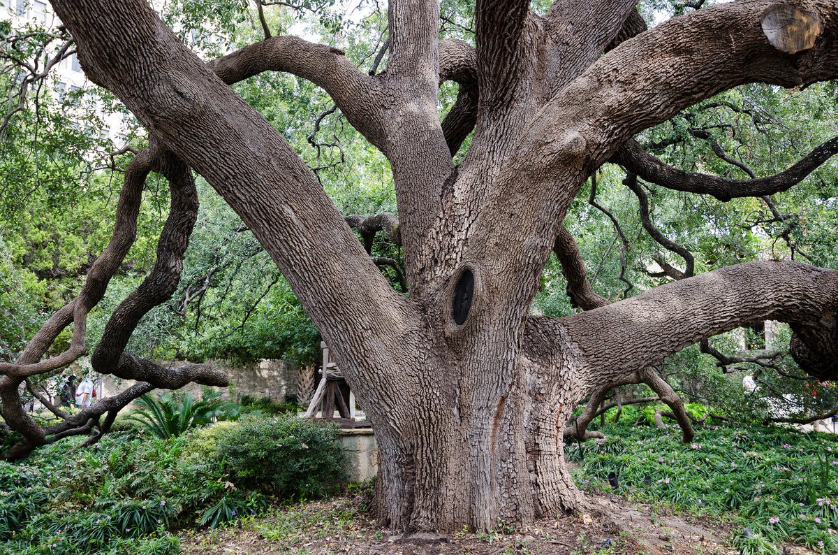 Traces of Texas on Twitter "This huge Live Oak at the Alamo was