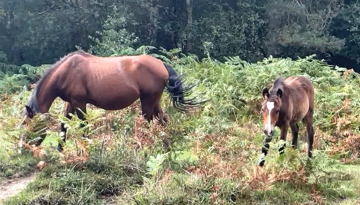 Little Cottage tweet media