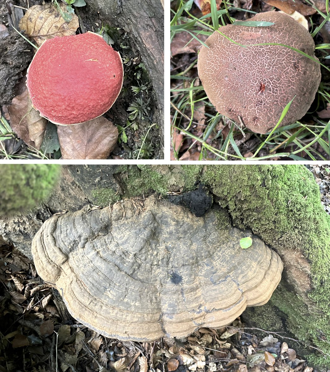 From <a href="/LittleCottageNF/">Little Cottage</a> (X) walk or drive to nearest car park (green circle) &amp; a wonderful 7km 2 hour walk through various different local habitats: sylvan inclosure, riperian, mire, lawn, bottom, disused railway line; seeing fungi, mares &amp; foals, lonely oak, buzzard, &amp; more.