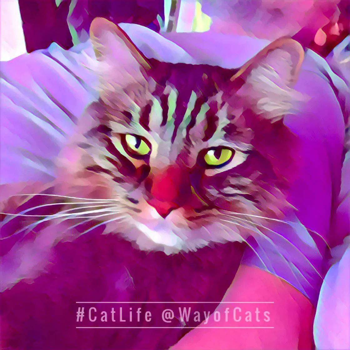 WayofCatsbook's tweet photo. NEW POST! Finding an Only Cat with Types - Choosing at the Way of Cats https://t.co/Ertu2w2xQ7
Made or born, choose that Only Cat carefully. We'll have each other's hearts.
#CatsOfTwitter #OnlyCats #CatChoosing #CatTypes https://t.co/NXVCKSe5PM