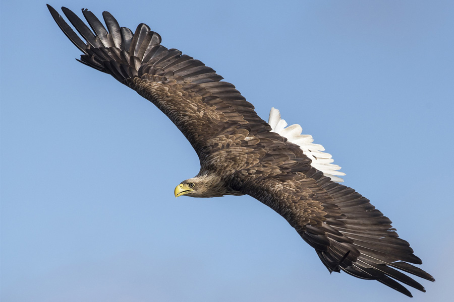 In 2022 heeft de #werkgroepZeearend 29 paren zeearenden geteld die een nest hebben gebouwd in Nederland. Een record sinds de terugkeer van de zeearend in 2006. bit.ly/3RES3ii