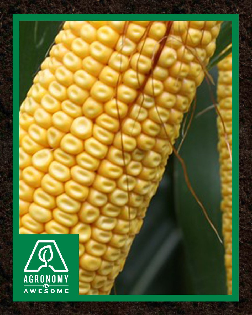 Asgrow_DEKALB's tweet photo. Want to estimate your corn yield potential? The latest #AgronomyIsAwesome article shows you two ways, with tips on sharpening accuracy. 👇 #Agronomy #Grow22

https://t.co/TCr4YXNaUi https://t.co/sPLrpvb05C