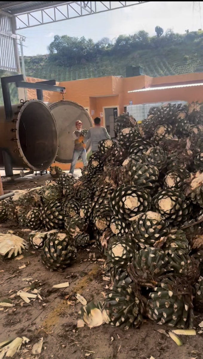 GM from Jalisco, Mexico 🫡☀️