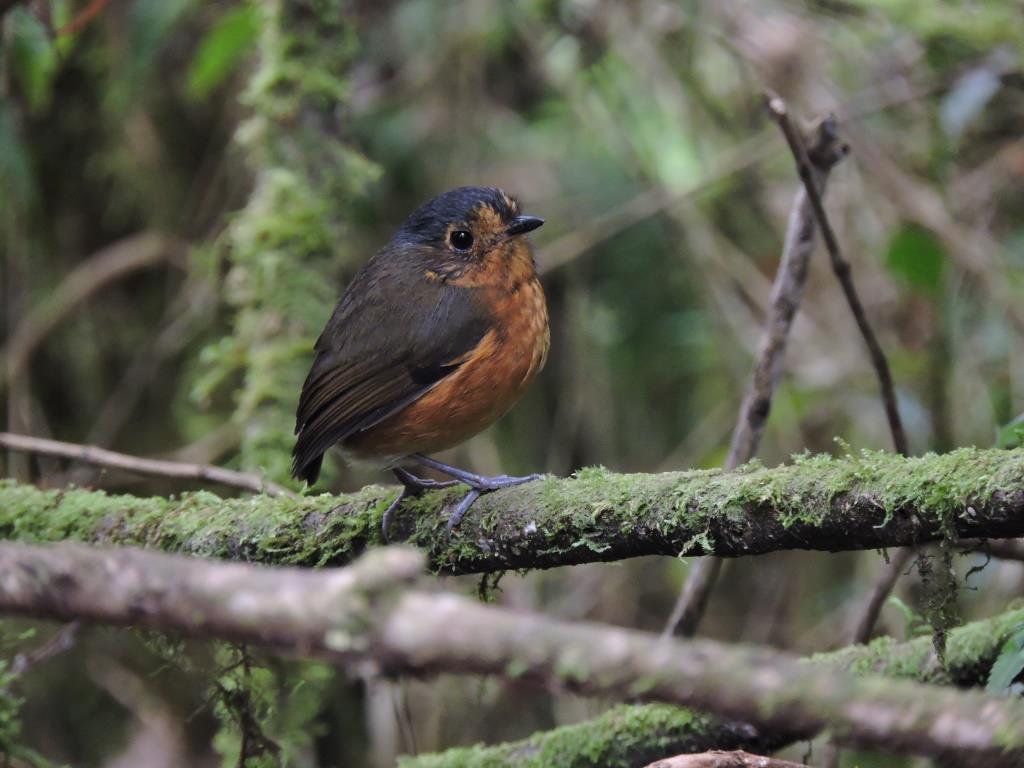 birdwatchingcol's tweet photo. Hello dear, I want to tell you that I am very difficult to see in the western mountain range of the Andes🏔 but it does not mean that I am not happy that you visit me. I wish you could see how I catch insects.
✈ Check our set departure https://t.co/a64oSv4CLd #TweetWatching https://t.co/NUOQN1Kf7w