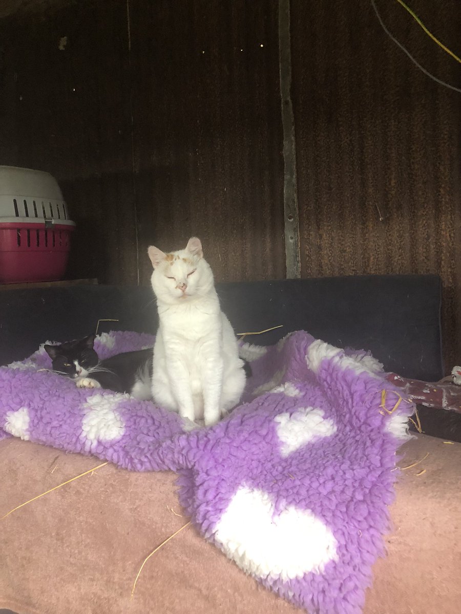 catlowry54's tweet photo. I have never met a cat as caring as #Conan &amp; just to remind you how he arrived here. Alive to help his daughter survive. Here he is minding #Keelin today 💕 https://t.co/kZ7jPwoE8b