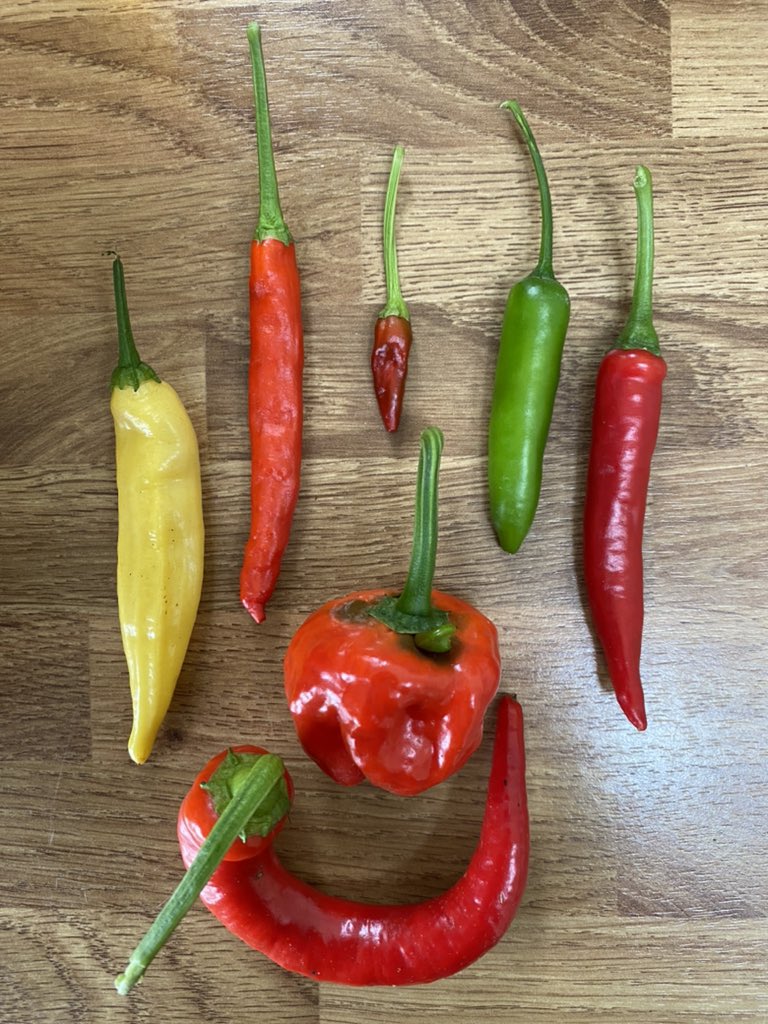 Sample of todays 2kgs harvest! Aji Lemon, Cayenne, Chile De Arbol, Serrano, Ring of Fire, Scotch Bonnet and Sivri Biber. All these and more available fresh from #iomfoodanddrinkfest this weekend 😊 come say hi and #buylocal #iomproduce from your very own Manx #chillifarm