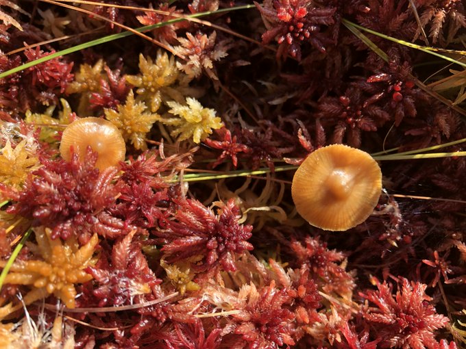 Golden hour in a Kawartha Highlands backcountry bog- sphagnum moss, pine needles and fungi. #NationalMushroomMonth