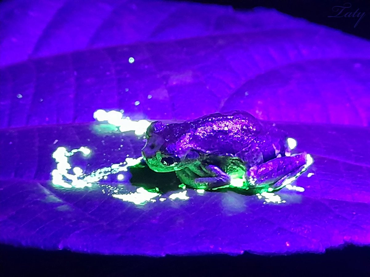 Taty Lopez tweet media