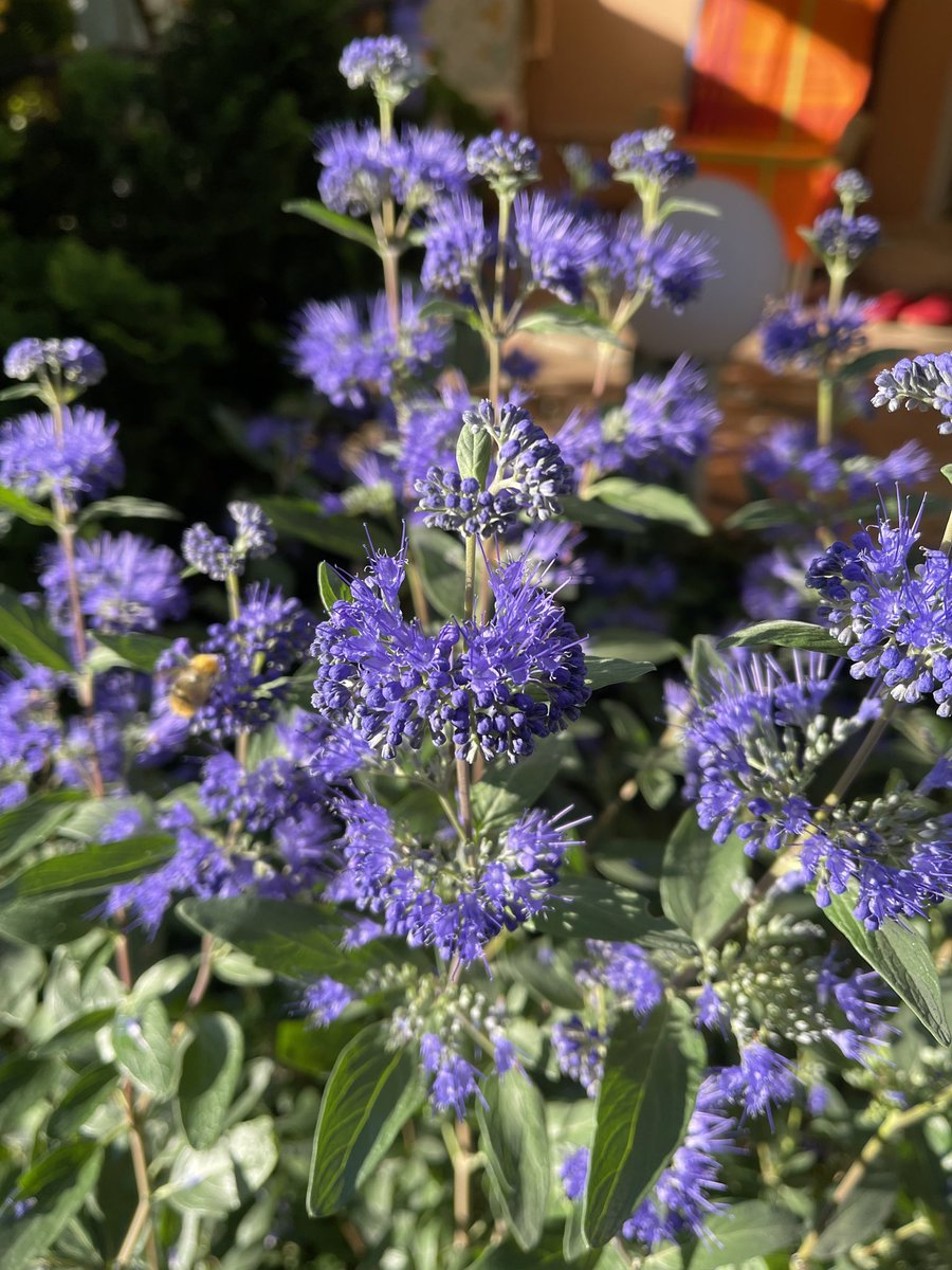 Die Bartblume (Caryopteris clandonensis ‚Heavenly Blue‘) ist geradezu ein Bienen- und Hummel-Magnet😊!