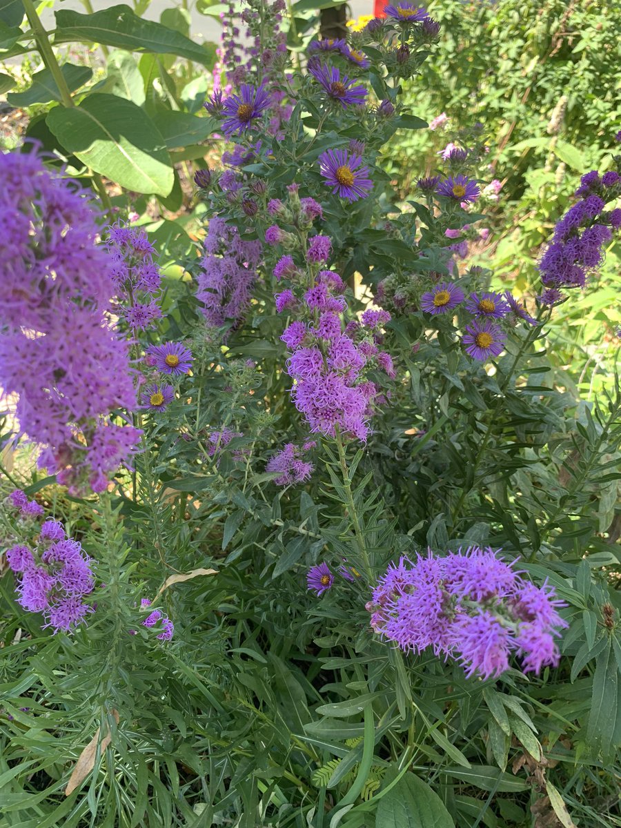 anne_claflin's tweet photo. #Lawns2Legumes is accepting applications to fund native plant gardens and pollinator habitat again! With the help of a grant, my garden is buzzing and literally vibrating with bees and pollinators (even hummingbirds!)

https://t.co/76ujusaIrb https://t.co/tQndJ5rLmY
