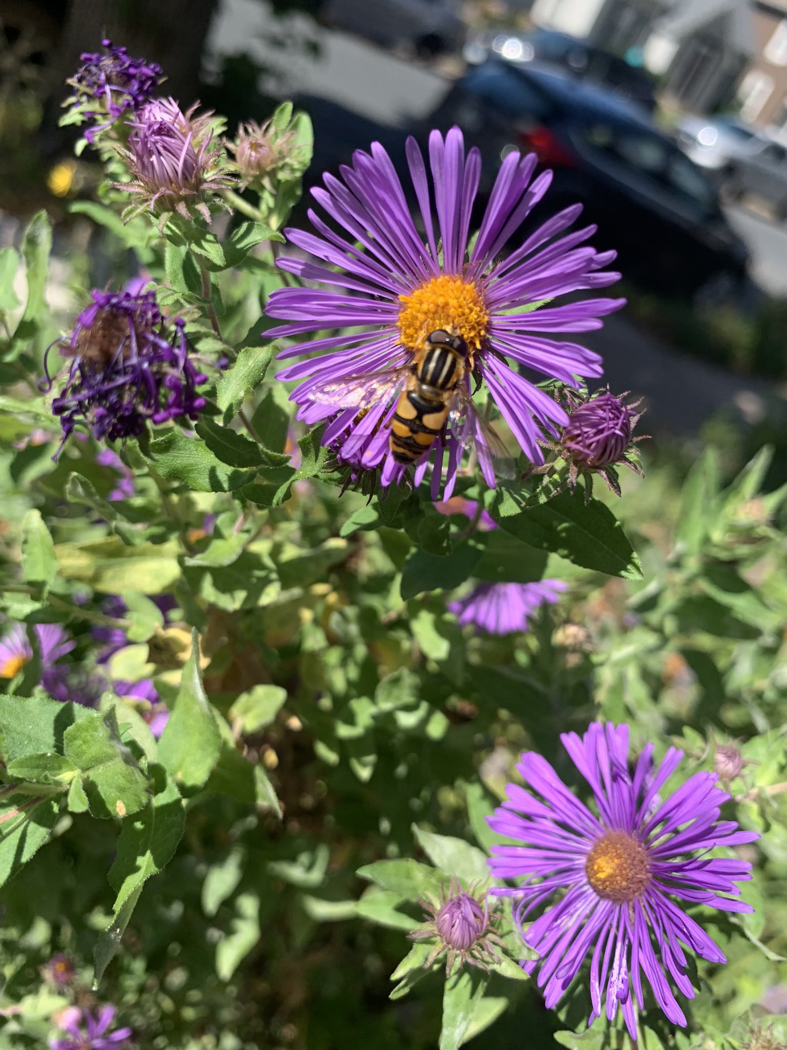 Marsh fly on New England aster