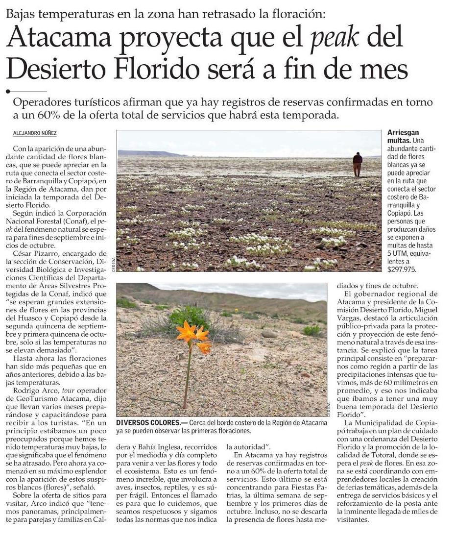 conaf_minagri's tweet photo. Profesional de #CONAFAtacama, César Pizarro, sobre el #DesiertoFlorido2022: "Se esperan grandes extensiones de flores en las provincias del #Huasco y #Copiapó desde la segunda quincena de septiembre y primera quincena de octubre, solo si las temperaturas no se elevan demasiado". https://t.co/rjVNpQ92eu