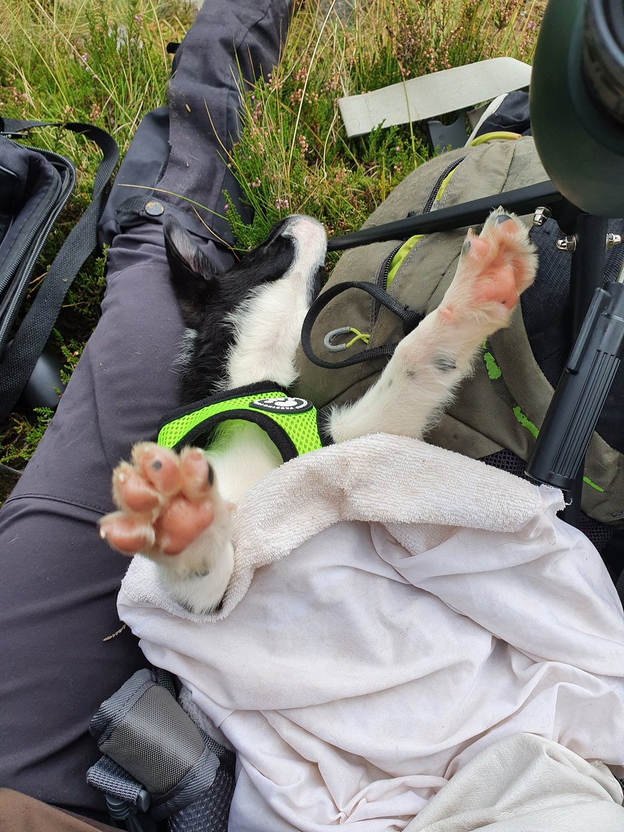 Deer diary: Got a new field assistant, but so far she's mostly been asleep on the job