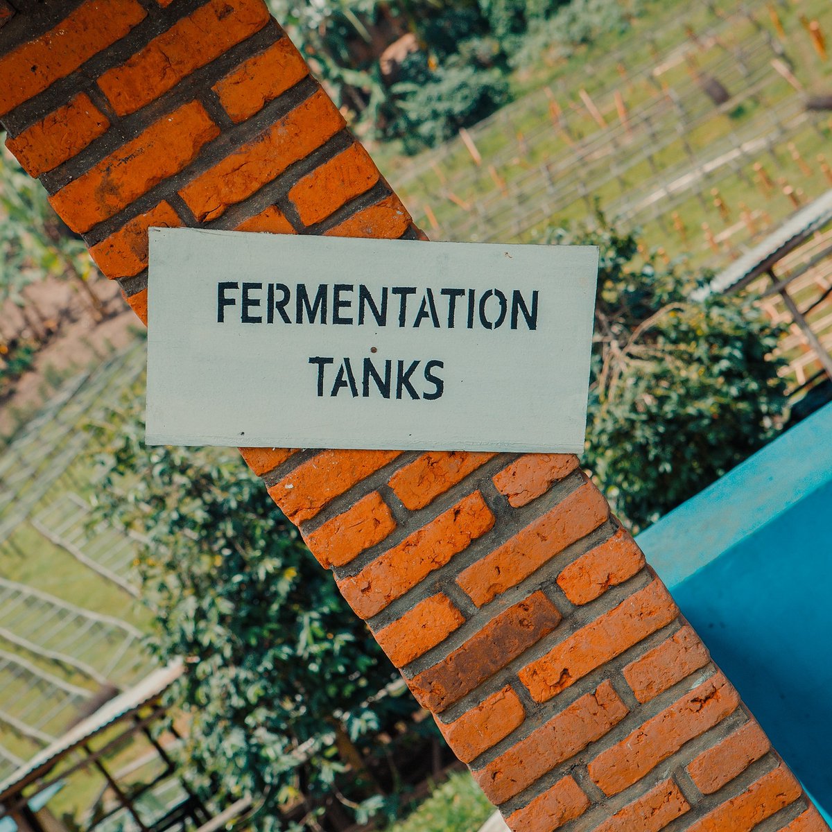 TheCenterCoffee's tweet photo. Did you know?! The main actors of coffee Fermentation are Microorganisms, more specifically Bacteria, Yeasts and Molds 🦠  #learnsmart #coffeeeducation #coffeegram #coffeefacts #dailycoffeenews #elarning #specialtycoffee #coffeecourses #specialitycoffee https://t.co/KhPrOjpi1u
