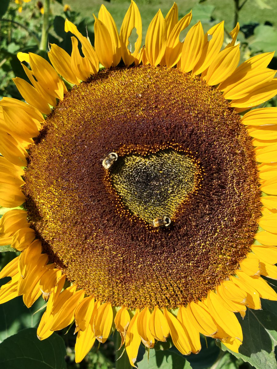 jlhygiene65's tweet image. #beesatwork#sunflower#heart