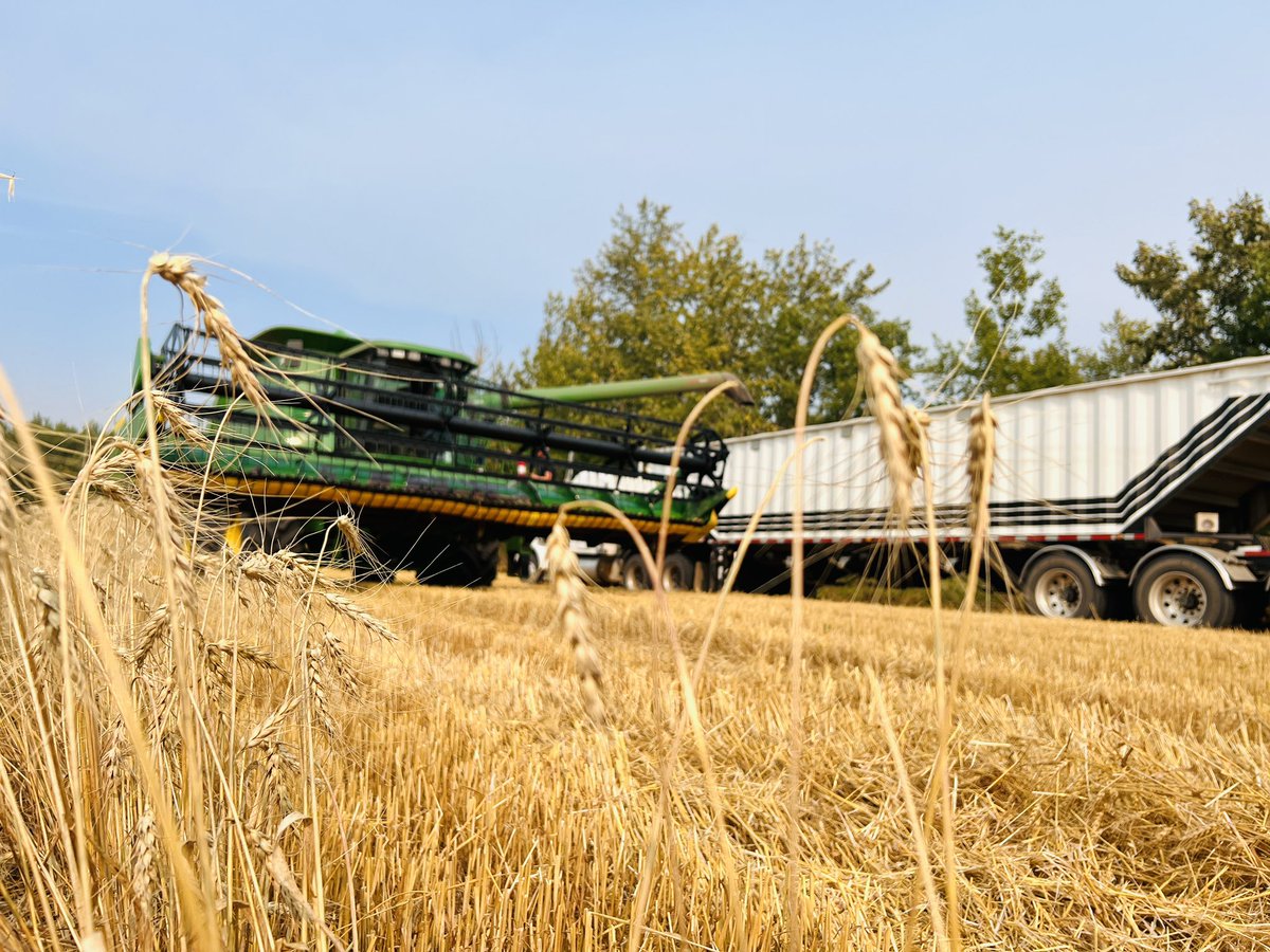 KoziakLand's tweet photo. Harvest time! Fall is my favourite time of year! @McEwensFF #MFFHarvest22  #familyfarm #wheat #klc https://t.co/OWgQfavlme