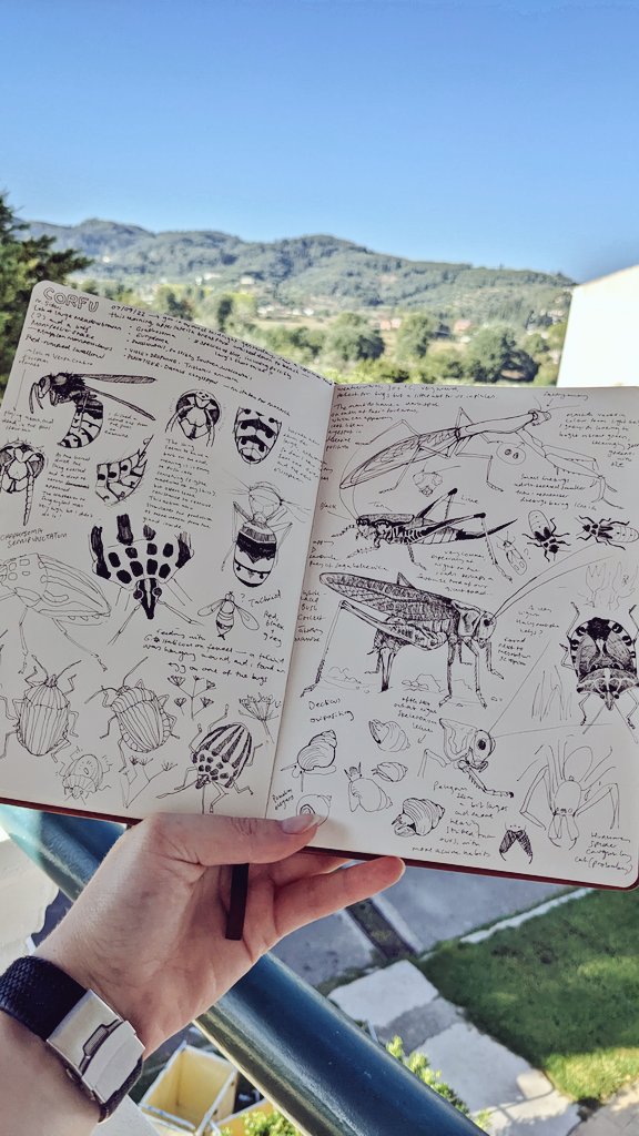 strandlined's tweet photo. Busy week! 🦗 #Corfu #Kerkyra #entomology #naturejournal https://t.co/dbl5hOGfnm