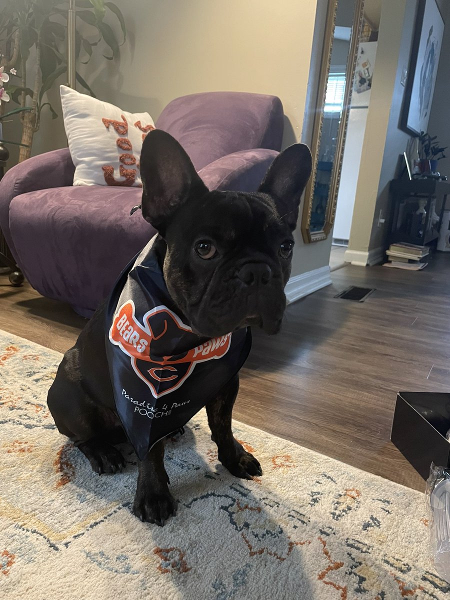 Only Da Bears tweet media