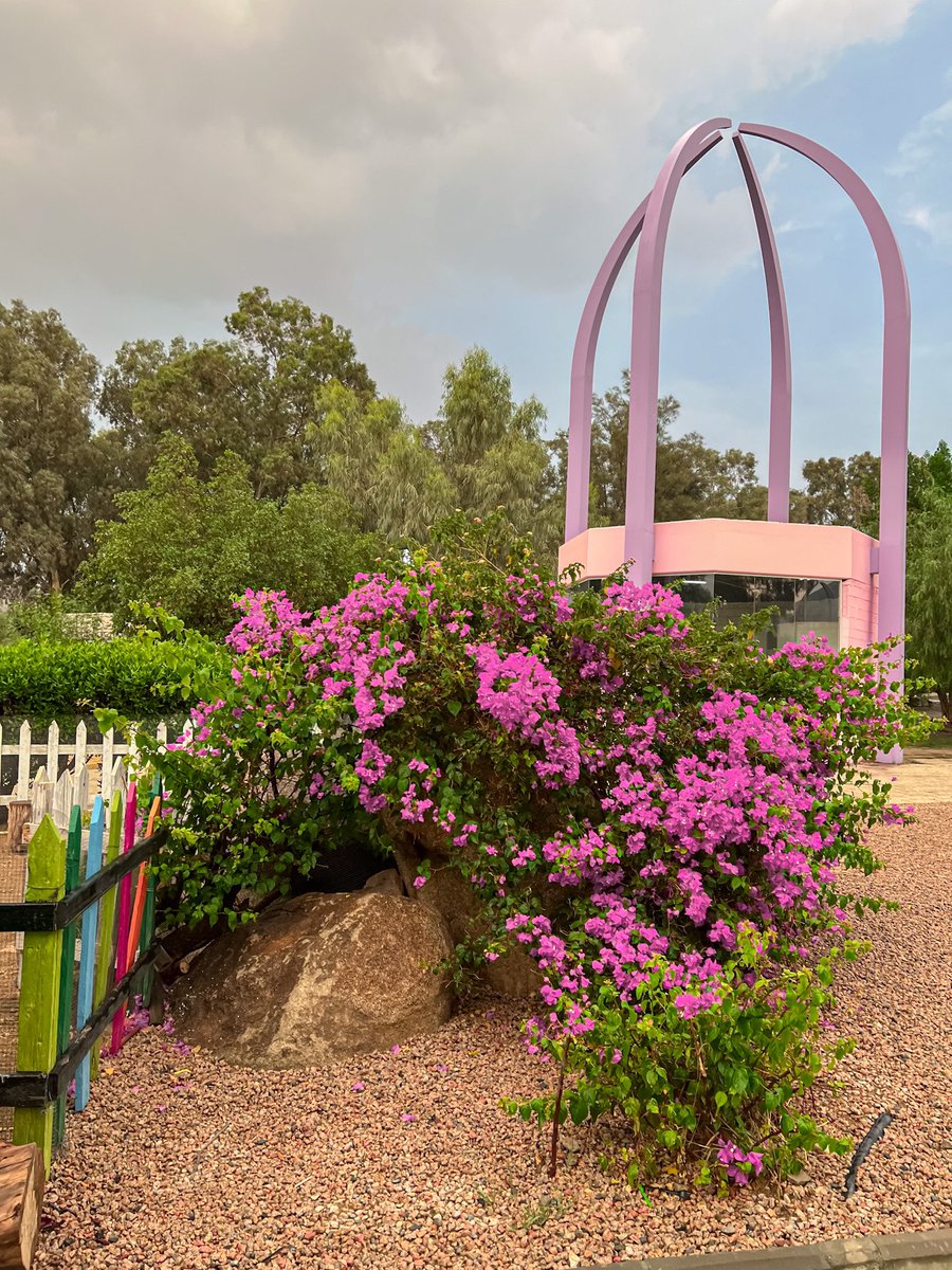 az_____z's tweet image. اجواء الطائف اليوم ورد ومطر 🤯💗💗💗