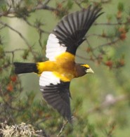 OntarioParksNE's tweet photo. Birds are pretty and have sweet songs. They are also  vitally important for our ecosystems.

Here's how Ontario Parks staff are monitoring and mapping the birds of the Boreal Forest to learn more about the health of park environments: https://t.co/P5C1EDz8OB  

#BreedingBirdAtlas https://t.co/36NgGMqnra