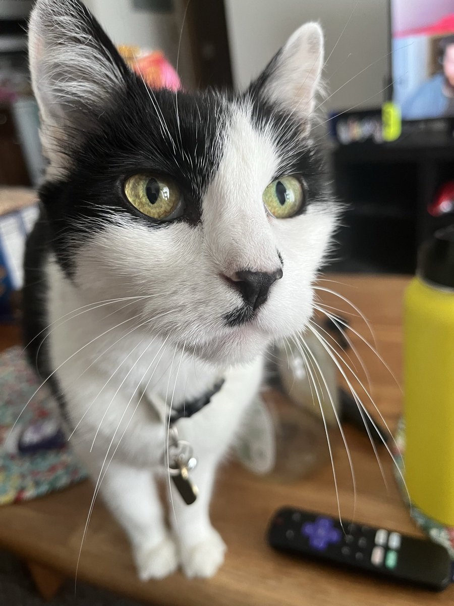 da smoochers tweet media