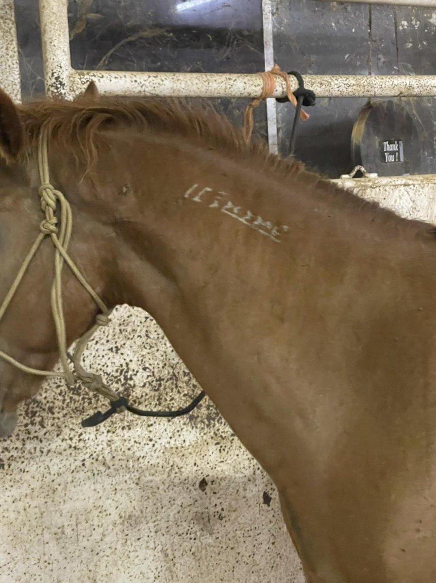 $735 is needed for 17 y/o mustang SAVED yesterday for his transport & 2 weeks qt in Texas & then transport to @JennieRJFequine in Oklahoma to join our herd He also needs a sponsor for 1 months @ $125 paypal.com/donate/?hosted… account.venmo.com/u/MustangMae twitter.com/moodysally1/st… #Help