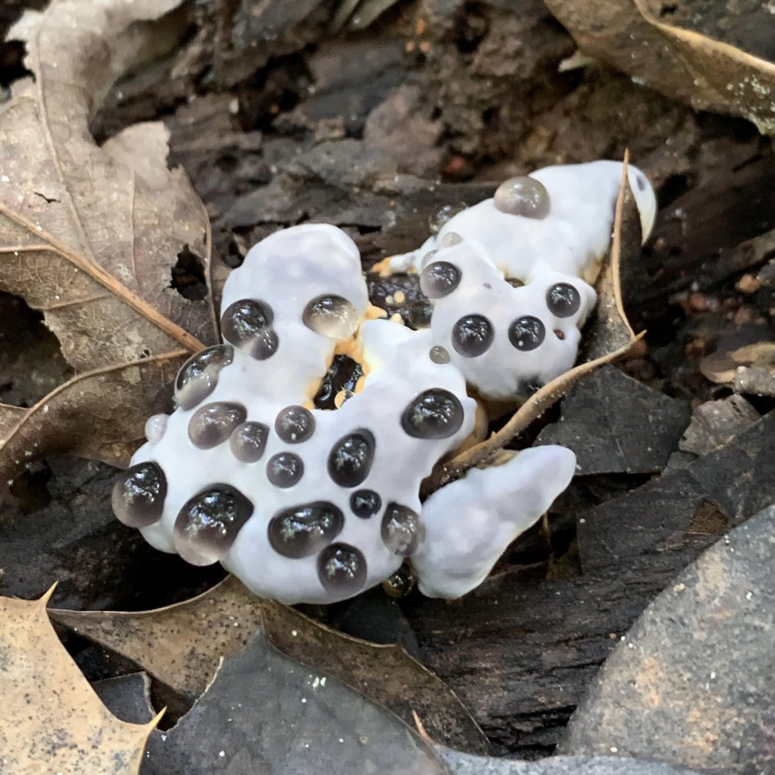 Jack_Sachs's tweet photo. Trying to copy this cool mushroom I found on the internet. A work in progress https://t.co/UoeL89dNSp