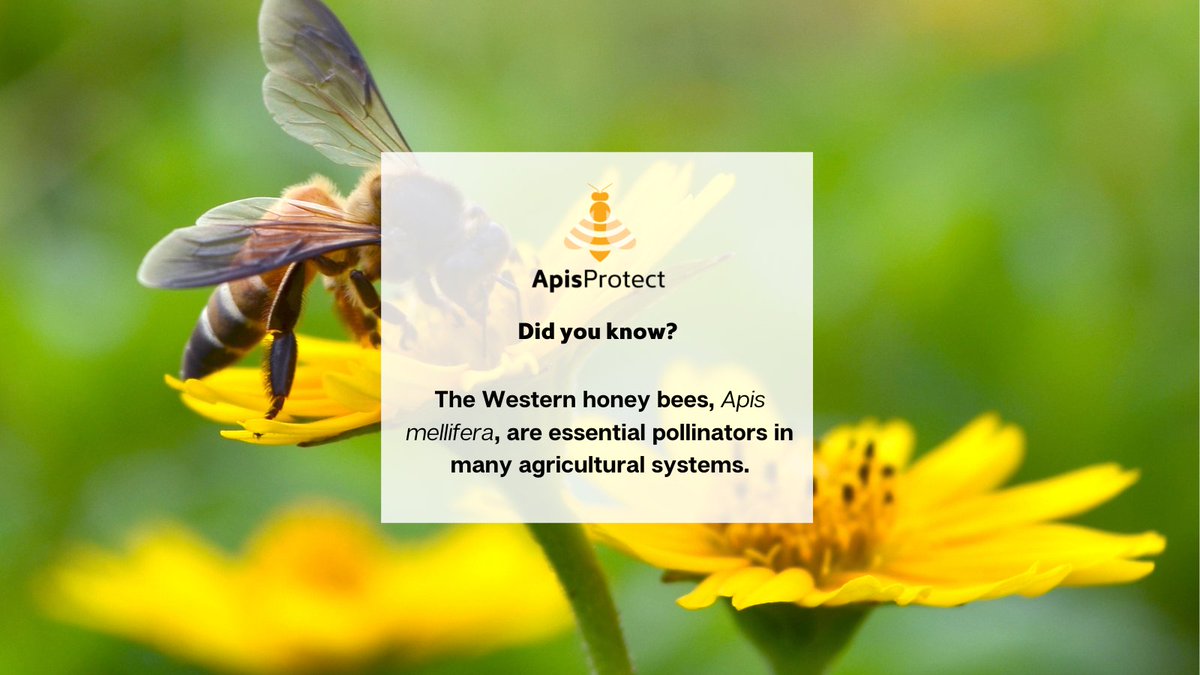 Fact of the day 🍯🐝

The Western honey bees, Apis mellifera, are essential pollinators in many agricultural systems.

#NationalhoneymonthUSA #Nationalhoneymonth #Nationalhoneymonth2022