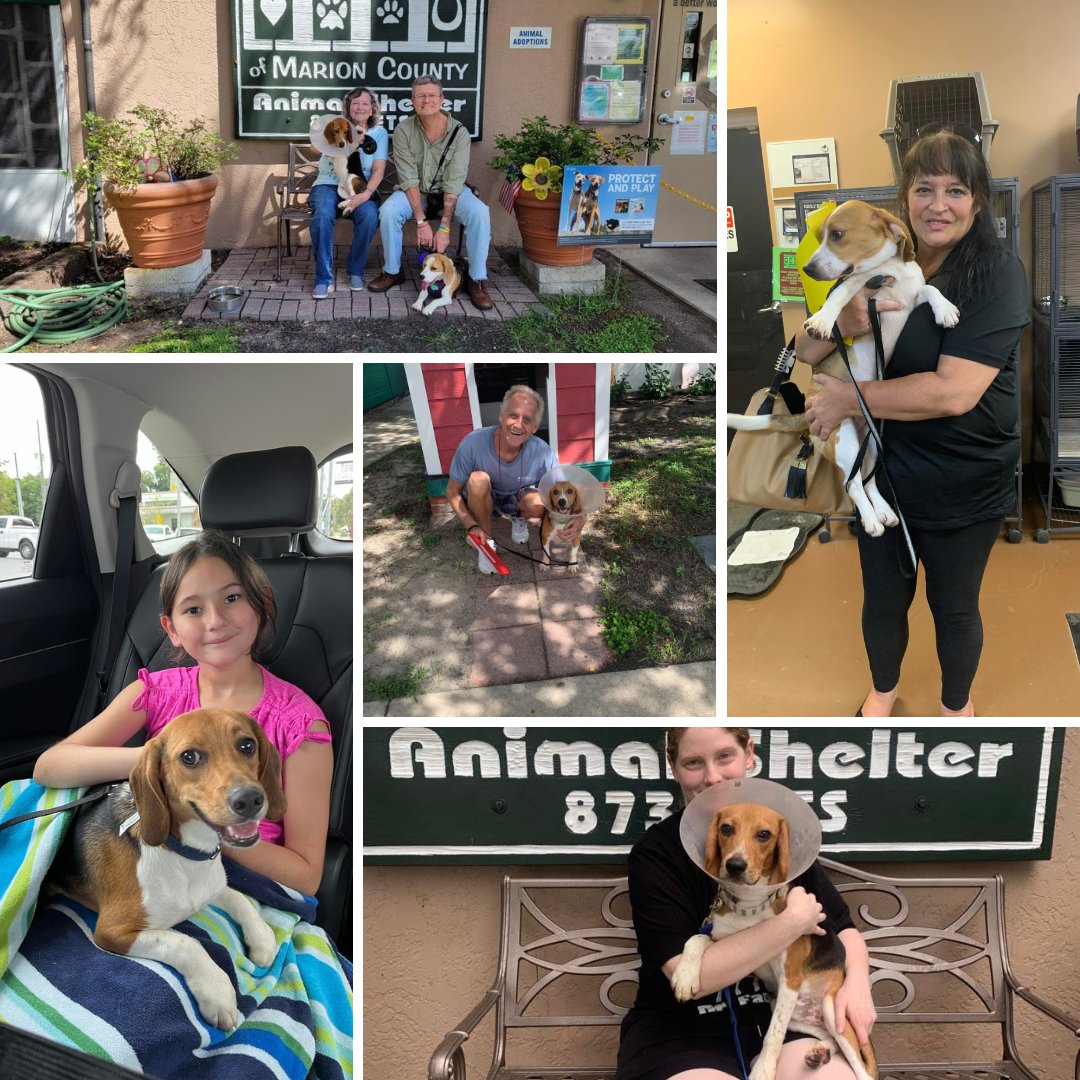 HumaneMarion's tweet photo. All of our Envigo Beagles have gone home and we couldn't be happier for them. 💜 We were absolutely astounded by the amount of people who showed up completely prepared and willing to take them in with patience, love and kindness. They finally get to learn how to be dogs! https://t.co/Y9fTamAAyR