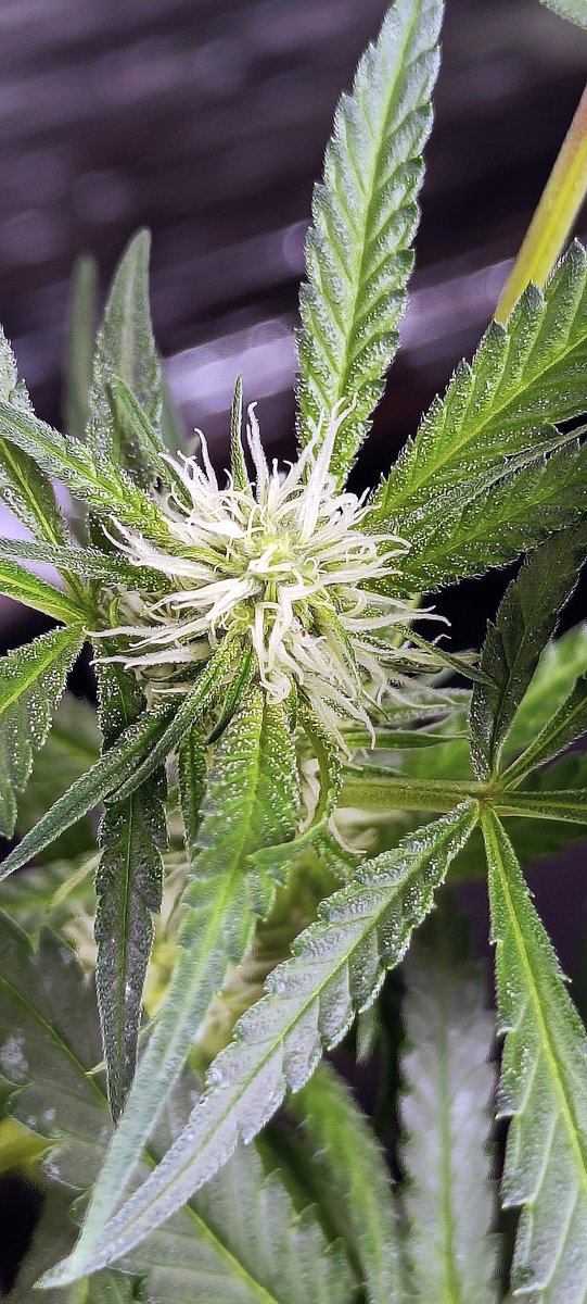 DarknessTHC's tweet photo. Dos-i-Dios & Gelato 33 & Cotton Candy & Purple Punch, 15 días.
#Mmemberville #StoneFarm #growyourown #PurplePunch #CottonCandy #Gelato33 #Dosidios https://t.co/ltf8PnS5x1