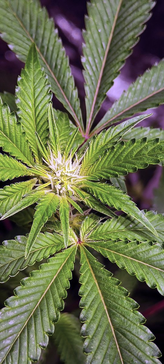 DarknessTHC's tweet photo. Dos-i-Dios & Gelato 33 & Cotton Candy & Purple Punch, 15 días.
#Mmemberville #StoneFarm #growyourown #PurplePunch #CottonCandy #Gelato33 #Dosidios https://t.co/ltf8PnS5x1