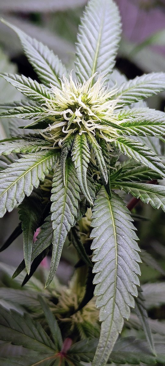 DarknessTHC's tweet photo. Dos-i-Dios & Gelato 33 & Cotton Candy & Purple Punch, 15 días.
#Mmemberville #StoneFarm #growyourown #PurplePunch #CottonCandy #Gelato33 #Dosidios https://t.co/ltf8PnS5x1