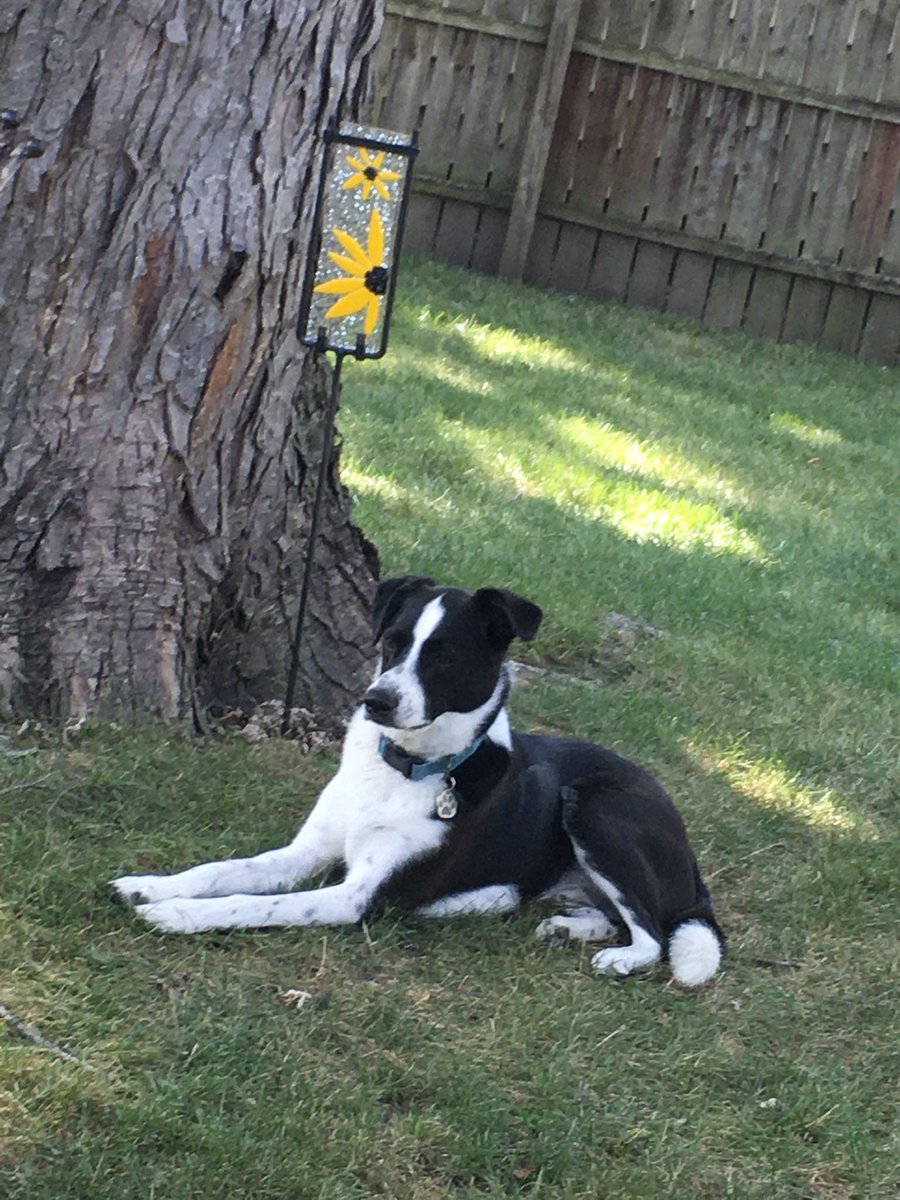 NancyHardwick7's tweet photo. @Wolfiesmom My best boy. ❤️ https://t.co/GwooLfWI7t