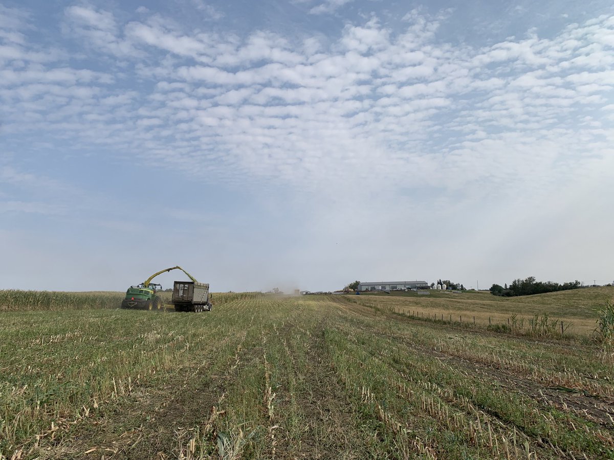 #harvest2022 #cowchow #cdnangus