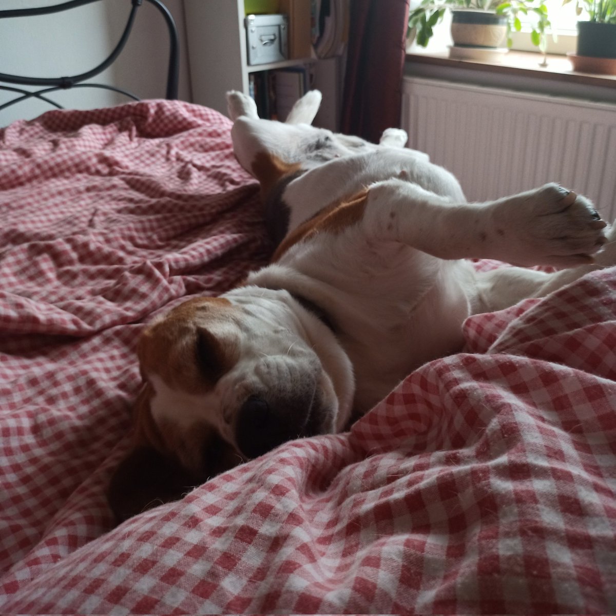 MontyBeagle's tweet photo. And now theys give her new name....Izzy. Wot stoopid name dat @Izzy_Beagle https://t.co/sSkGyyEfH4