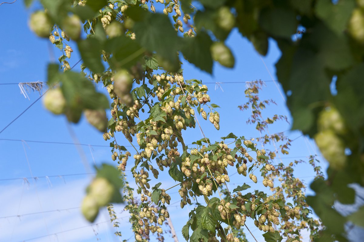 Sean Nealon tweet media