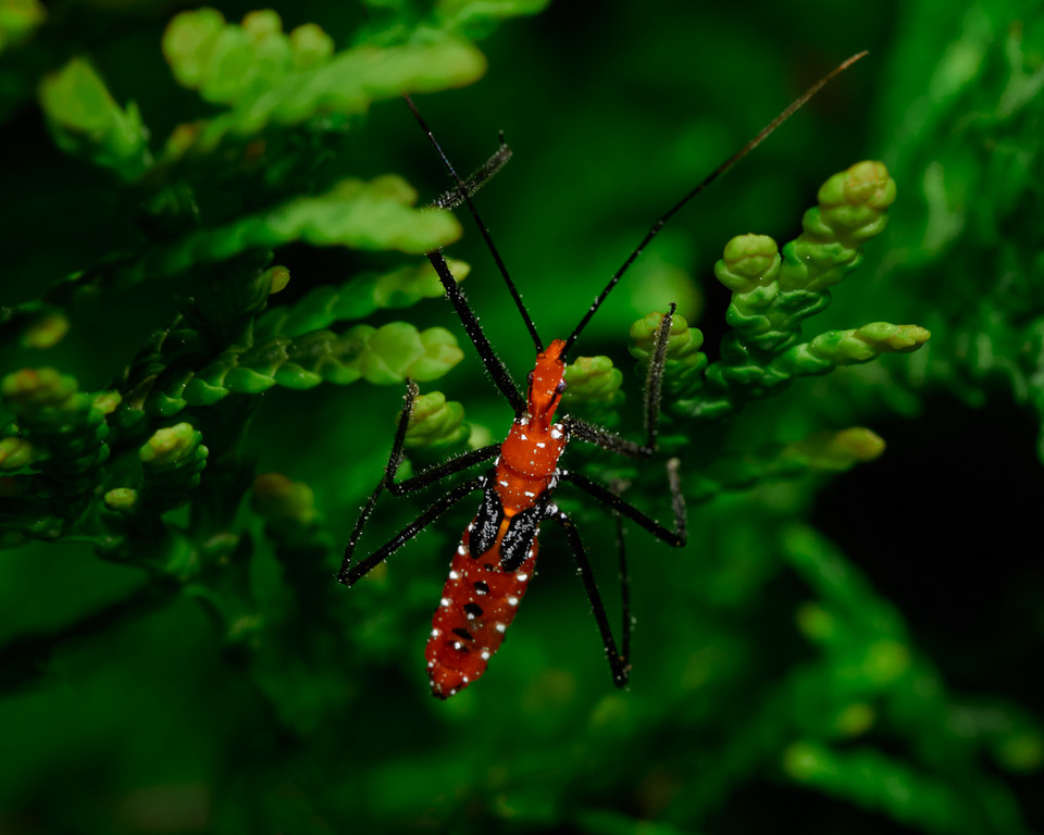lowbassphotog's tweet photo. Looking for small insects to kabob... #milkweedassassinbug #assassinbug #macrophotography #insectphotography #macro #naturephotography #nature #insect #natgeo #photography #insects #assassinbugs #macros #animals #bugs #photographer #entomology #canonphotography #bug #leaves https://t.co/BcaaIQdyHG