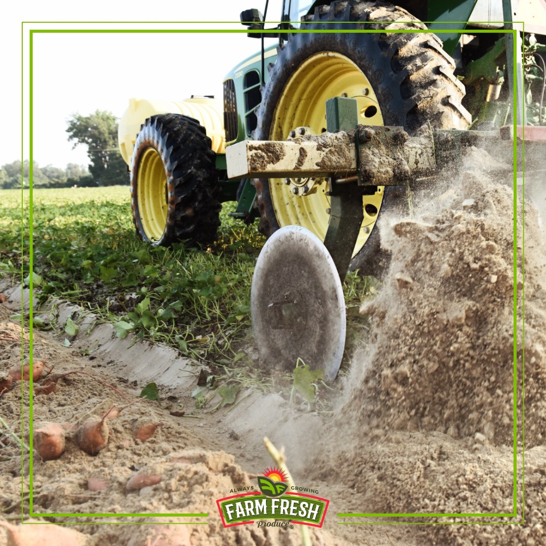 FarmFreshTweets's tweet photo. It’s harvest time 🍠 

#farmfreshproduce #farmingwithcare #alwaysgrowing #sweetpotatoes #ncsweetpotatoes #camotes #patatesdouces #patatedolci #Süßkartoffeln #zoeteaardappelen #patatasdulces #boniato #gotobenc #ncfarms #agribusiness https://t.co/ZM03TmbiyO