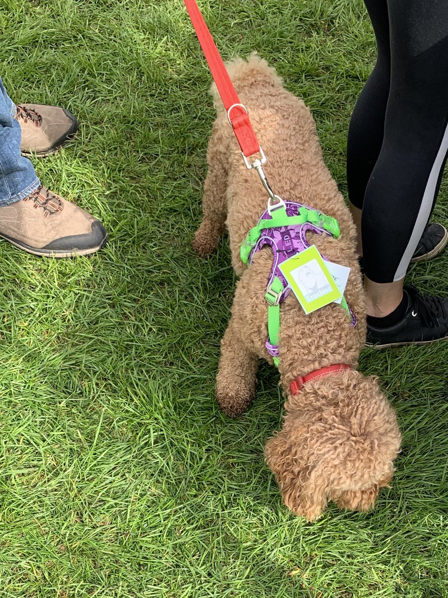 ThatDogUK's tweet photo. Great to see so many of you this weekend in London and welcome you to our That Dog family! #dogs #DogsOnTwitter  #Truelovedog #dogharness #dogsuk #dogcollar @ThatDogUK https://t.co/qCkA6sQuTA