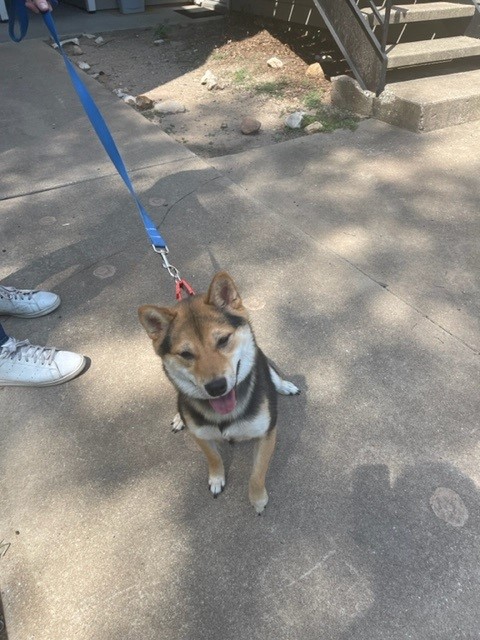 HighOaksTX's tweet photo. Say hello to High Oaks Pet Resident Rune, a Shiba Inu out having a walk with his dad!
#WeLoveOurPetResidents #LoveWhereYouLive #Austin #AustinPets #FurryFriends #PetFriendly #Community #HIghOaks #ShibaInu https://t.co/iUpR1V4gSb