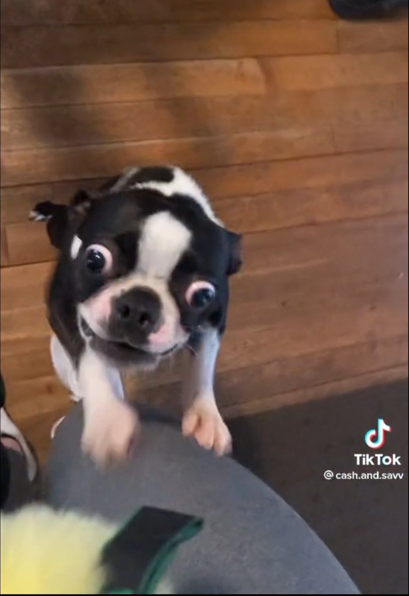 mattleyB's tweet photo. I deleted over 830 screenshots and 3 of the twenty I kept were stills of a Boston Terrier I saw on Tiktok named Juice Newton https://t.co/SDIi8kinrl