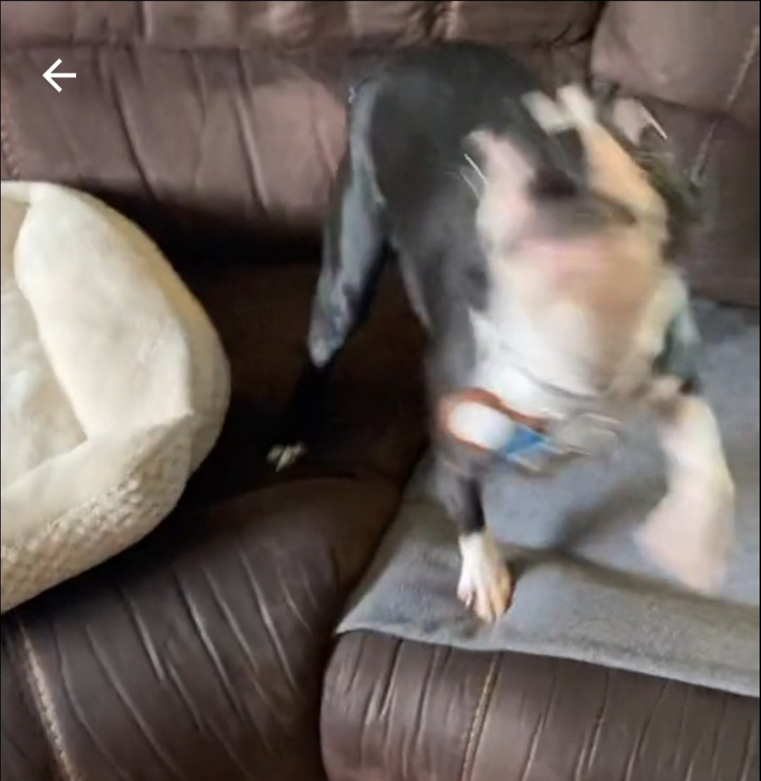 mattleyB's tweet photo. I deleted over 830 screenshots and 3 of the twenty I kept were stills of a Boston Terrier I saw on Tiktok named Juice Newton https://t.co/SDIi8kinrl