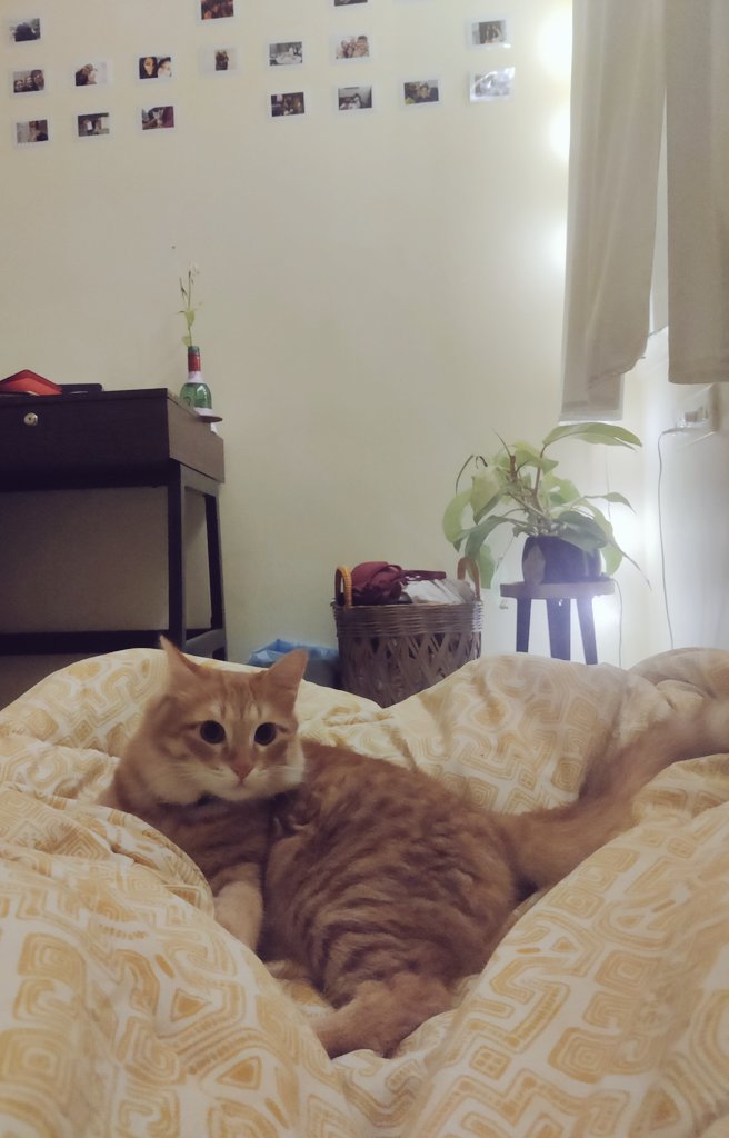 NiksoSrinki's tweet photo. Floof on the head, floof on the bed. https://t.co/VlH73Q4XyT