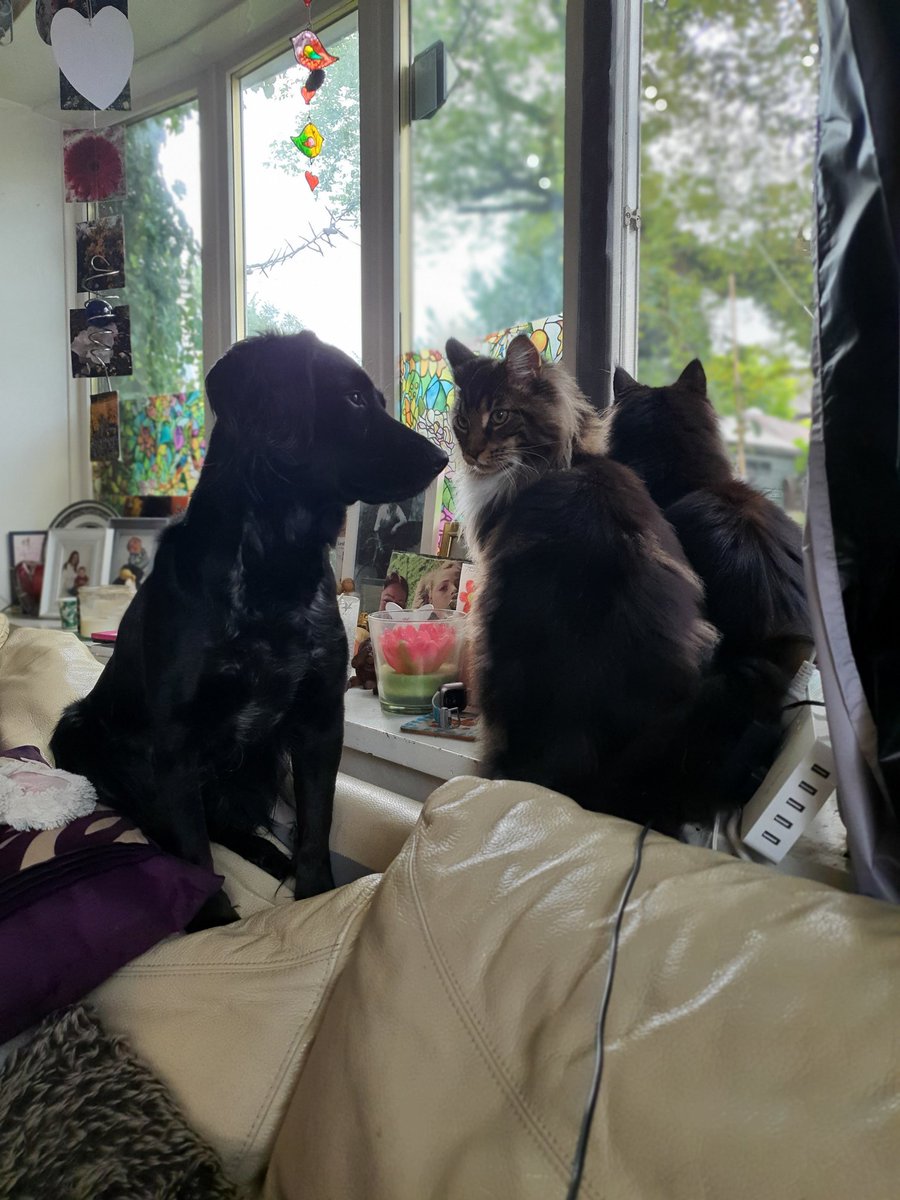 BenjaminaPCC's tweet photo. Meeting at the window 
#mainecoon 
Murasaki 💜 
Portocaliu 🧡 https://t.co/5H9gYkXgek